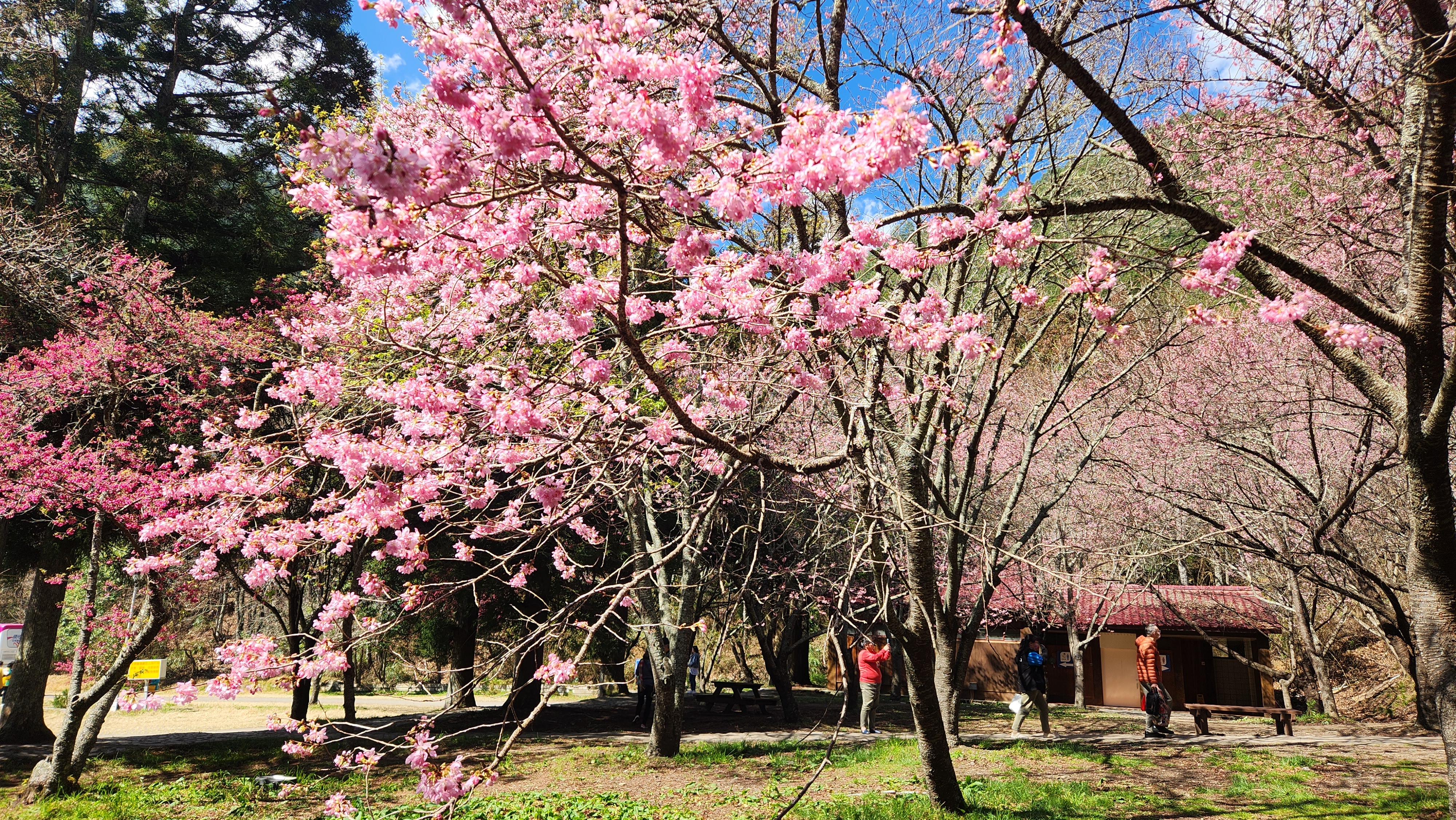2026武陵櫻花